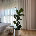 Bliss * Tirana