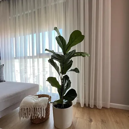 Bliss * Τίρανα