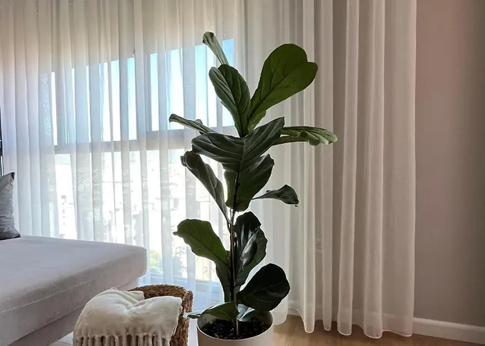 Bliss * ティラナ